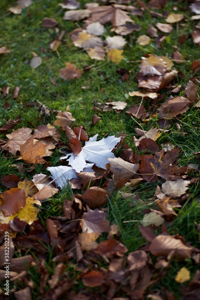 Obraz 白い楓の葉