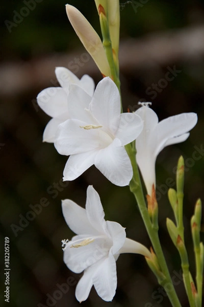 Obraz フリージア