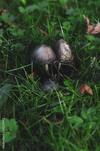 Fototapeta mushrooms in the grass