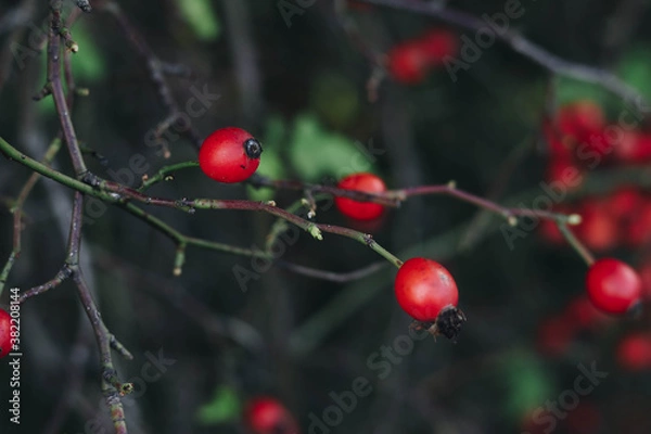 Fototapeta red berries on a branch