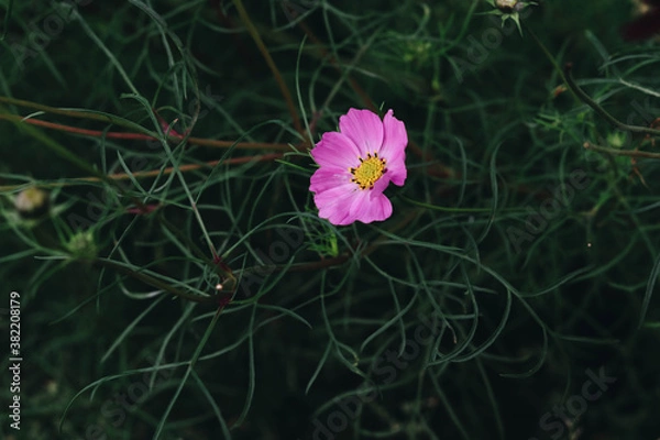 Obraz flower in the garden