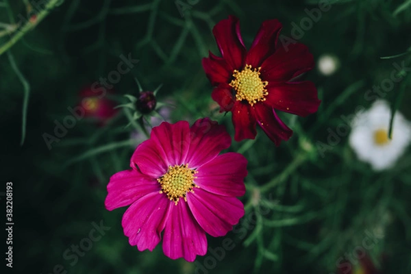 Obraz red flower in the garden