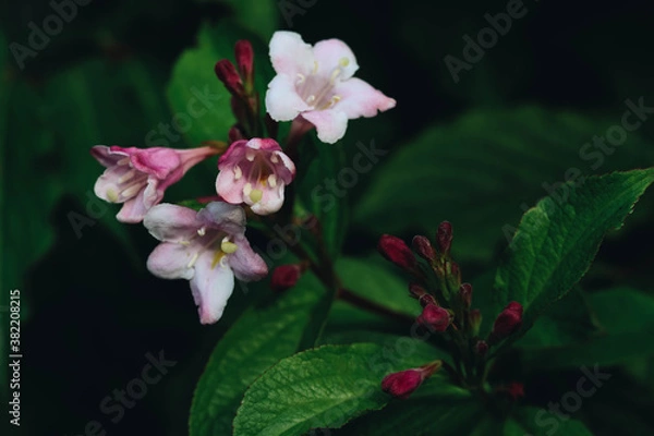 Obraz flowers in the garden
