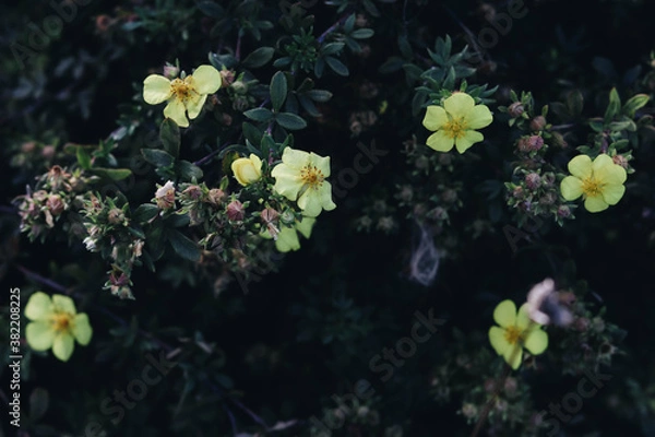 Obraz flowers in the garden
