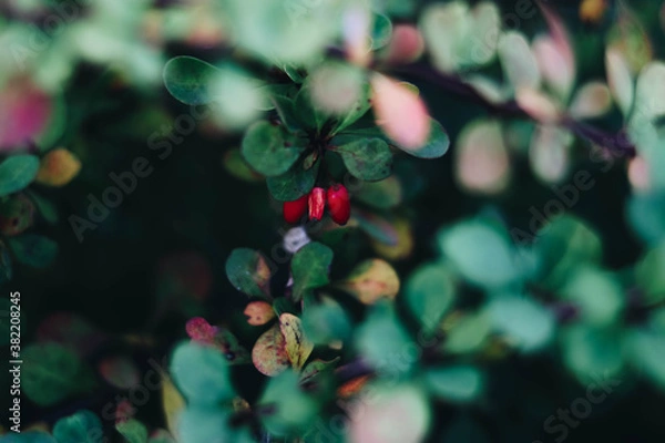 Fototapeta red berries in the garden