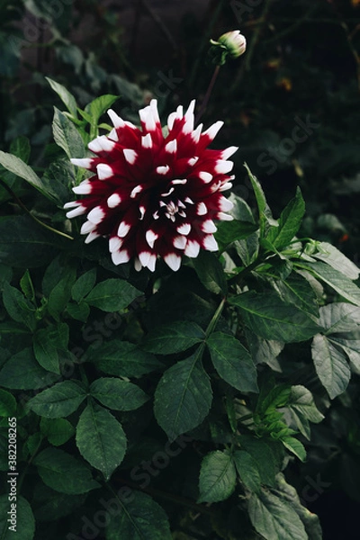 Obraz flower in the garden