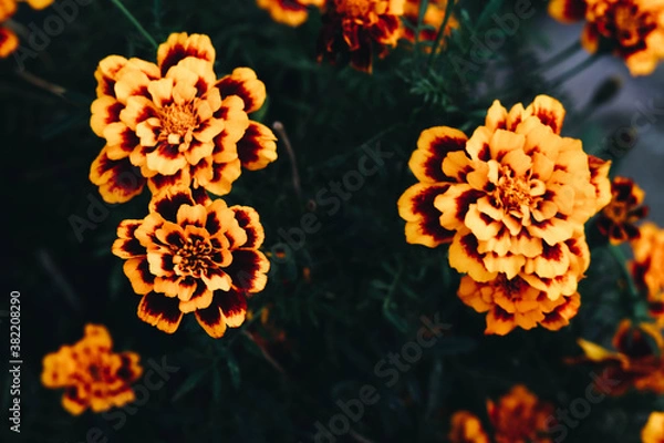 Obraz autumn flowers