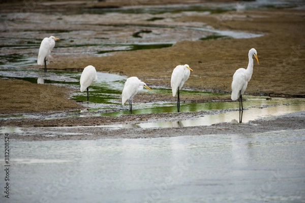 Obraz Family of lovely snowbirds known as egret captured in a bird sanctuary in Baja California