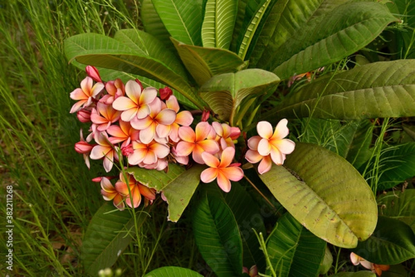 Obraz flowering plant Plumeria rubra  This fragrance is similar to that of rose, citrus, and cinnamon
