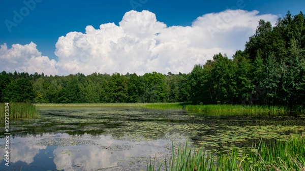 Obraz Wild pond in the forest