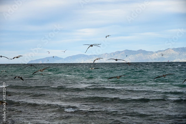 Obraz Flying pelicans with outstretched wings captured on mountain background with kite surfers in La Ventana in Baja California Mexico