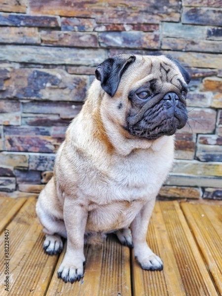 Obraz Carlin tout mignon