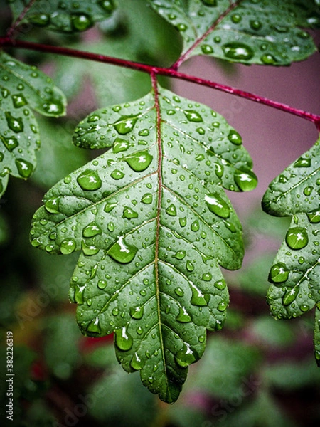 Obraz Feuille et pluie d’été 
