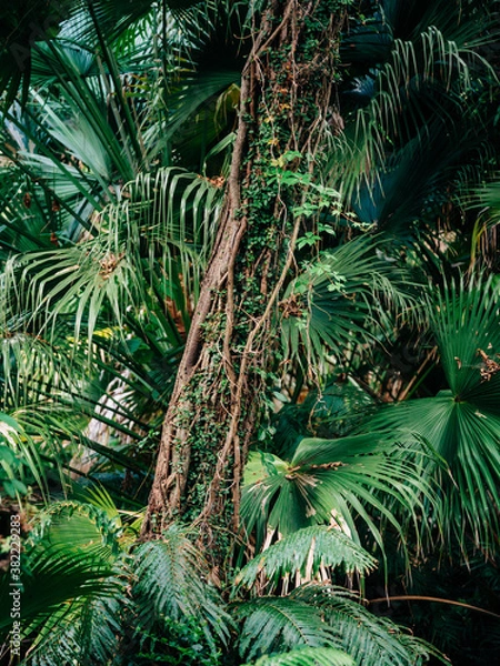 Obraz green palm tree with vines