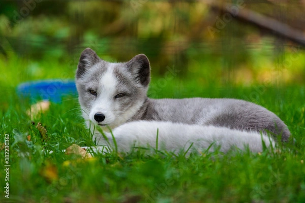 Obraz Arctic Fox Pup