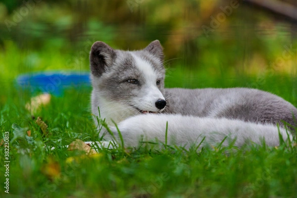 Obraz Arctic fox pup