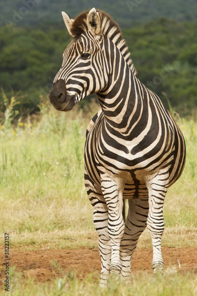 Obraz Alert Zebra
