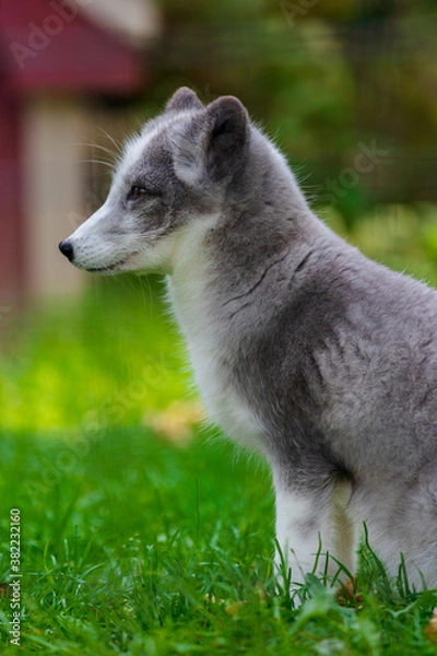 Obraz Arctic fox sitting