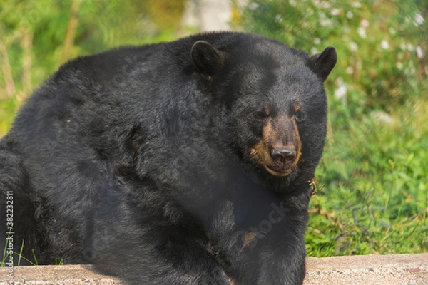Obraz American Black Bear