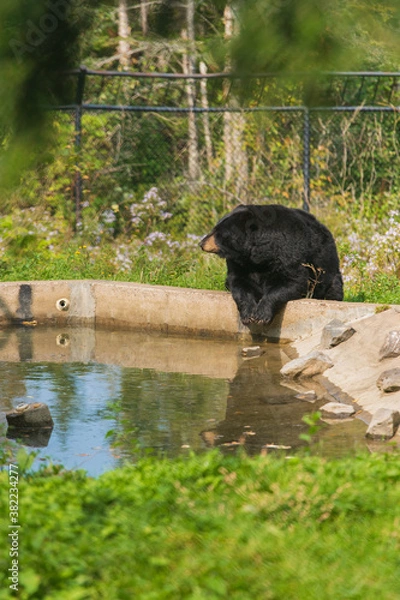 Obraz Black Bear Sitting at Pond