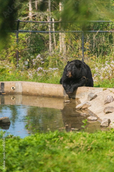 Obraz Black Bear Relaxing by Pond