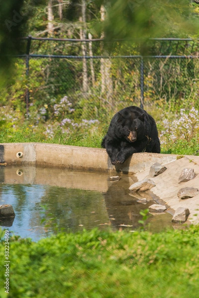 Obraz Black Bear by Pond