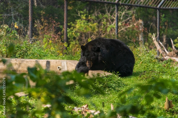 Obraz American Black Bear
