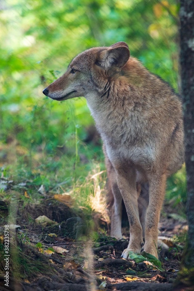 Obraz Coyote portrait