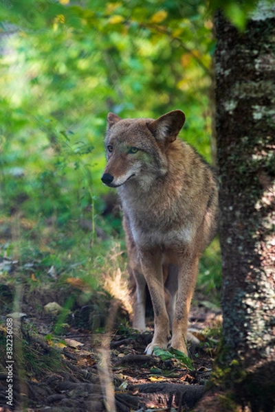 Obraz Coyote portrait in forest