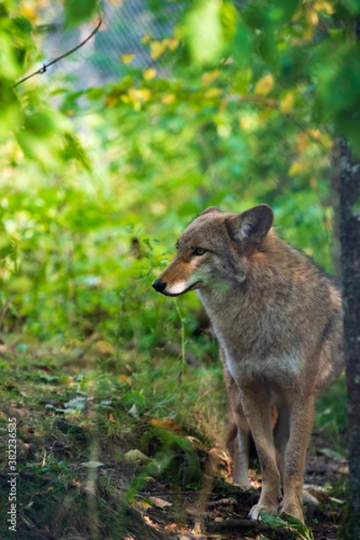 Obraz Coyote Portrait
