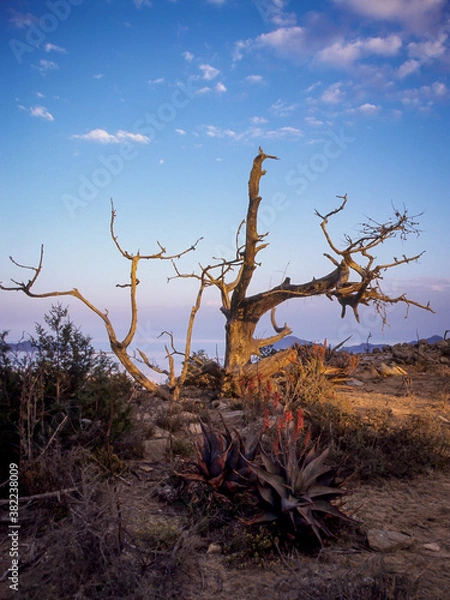 Obraz Ethiopian Mountainscape