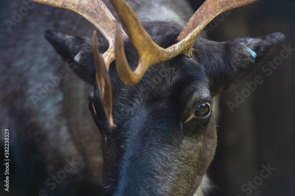 Obraz Fallow deer close up