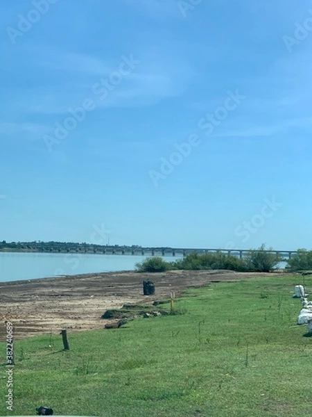 Obraz cows in the field