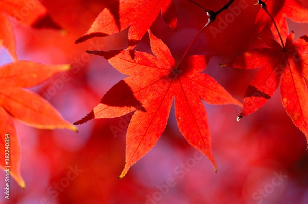 Fototapeta カエデ