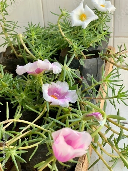 Obraz flowers on summer