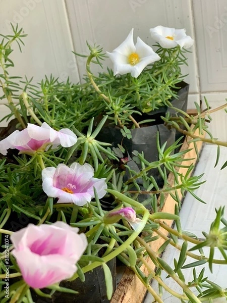 Obraz beautiful flowers