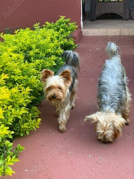 Obraz yorkshire terrier on a grass