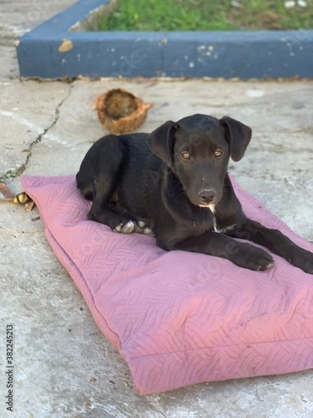 Obraz dog on the floor