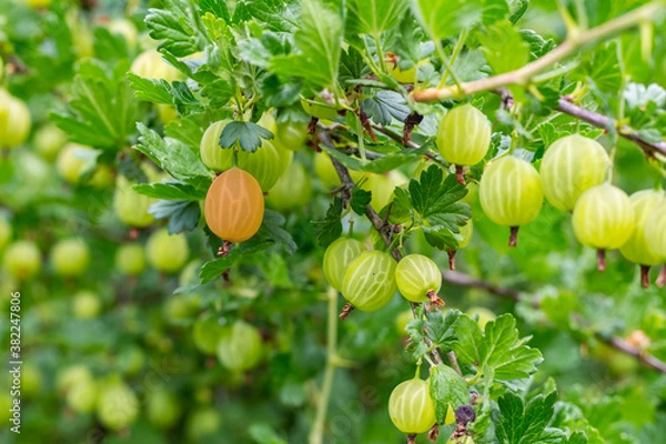 Obraz gooseberry bush ripe berry on the background of unripe fruits spring design