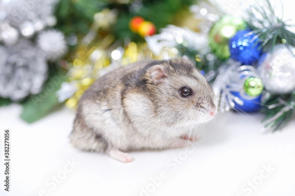 Fototapeta ジャンガリアンハムスター