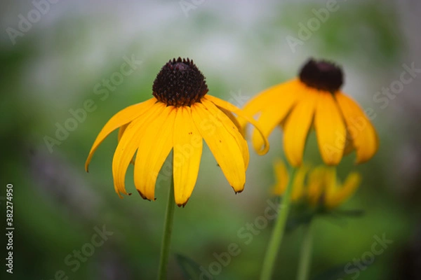 Obraz Black Eyed Susan