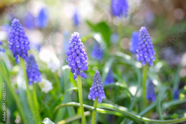 Fototapeta 庭のムスカリ