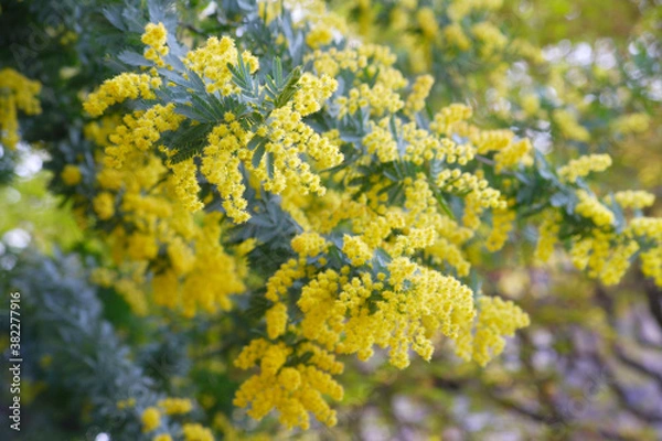 Fototapeta ミモザの花
