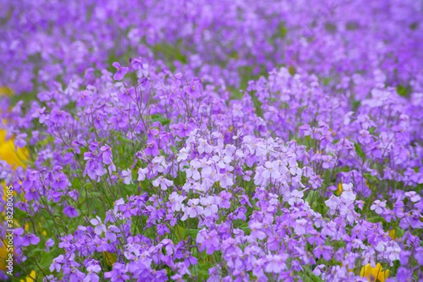Fototapeta 一面に咲くムラサキハナナ
