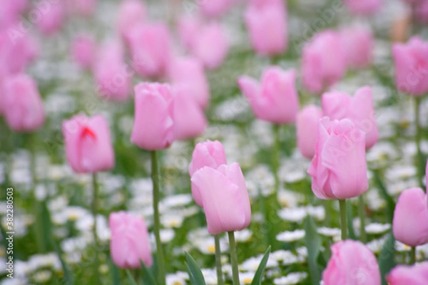 Fototapeta 満開のピンク色のチューリップ畑