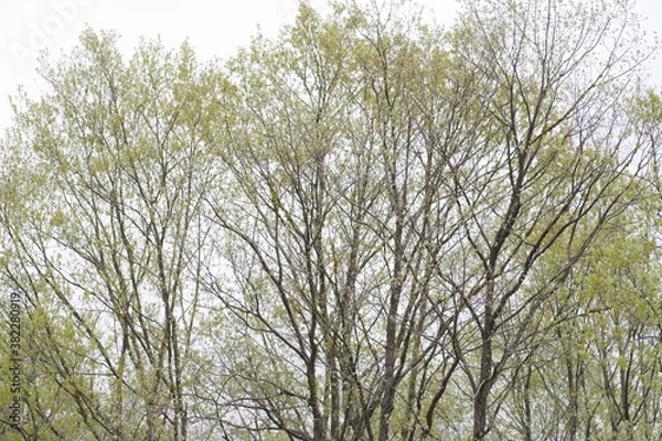 Fototapeta 新緑の林