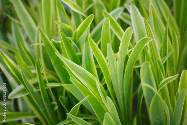 Fototapeta ナチュラルガーデン宿根草のヤブラン