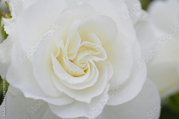 Obraz バラのクローズアップ