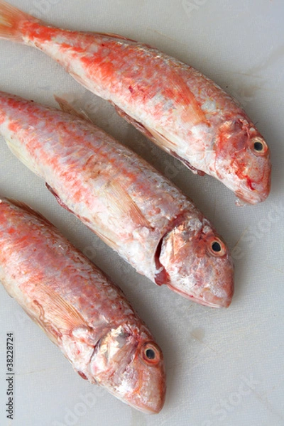 Obraz salmonetes