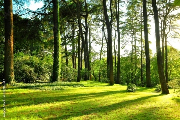 Obraz forest full of trees lit by the sunset light, twitlight, wood, shadows, evening, landscape
